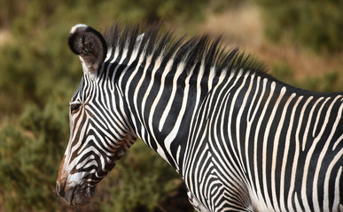 Grevyzebra