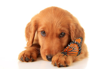 Puppy with a butterfly on it's front paw. A cross between a golden retriever and an Irish Setter. 