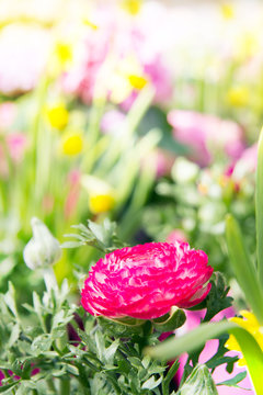 Pink Ranunculus buttercup flower in the garden, surrounded by yellow daffodils.