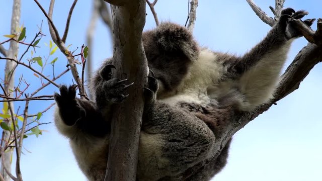 Koala schläft im Eukalyptusbaum, Australien, 4k video, down under