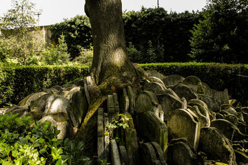 London  Hardy Tree