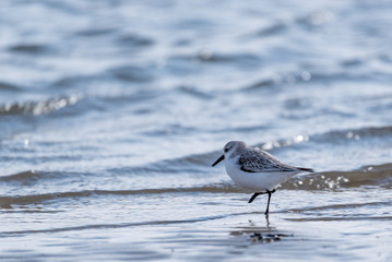 Vogel im Wasser