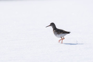 Vogel im Schnee