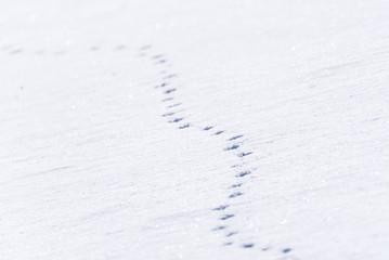 Spuren im Schnee