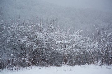 Winter landscape with trees covered with snow