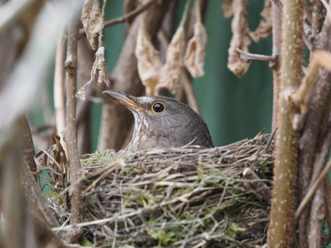br&uuml;tende Amsel - brooding blackbird