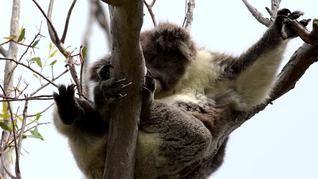 Koala schaukelt im wind, Australien, 4k video, down under