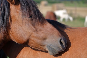 Głowa brążowego konia przytulona do boku drugiego brązowego konia, w plenerze, koń ma czarną grzywę, w tle, rozmyte, sylwetki innych zwierząt hodowlanych