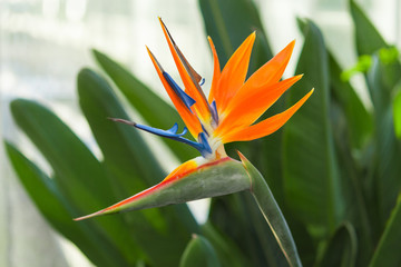 Greenhous with tropical exotic flower of bird of paradise or Strelitzia reginae