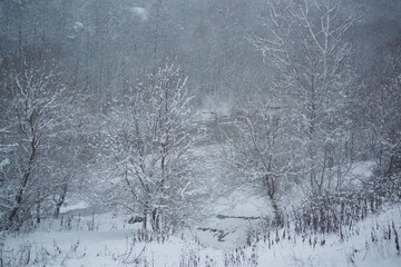 Winter landscape with trees covered with snow