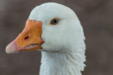 A beautiful white Goose captured closeup and in profile, with a bright orange beak, blue eyes and a bokeh background.