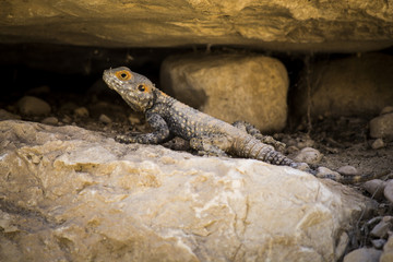 Israel desert 