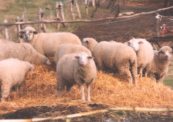 lambs at feeding on the farm