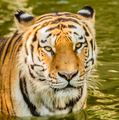 close-up of the glance of a siberian tiger /close-up of the glance of a siberian tiger while bathing in the water