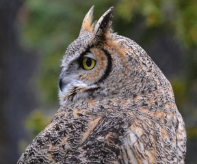 Yellow eye