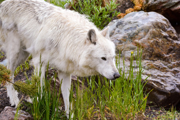 Obraz premium Interesting 