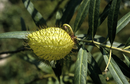Asclepias, Gomphocarpus fruticosus, Asclepias fruticosa