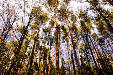 Tall trees with foliage in a forest with blurred background. Sunny spring view for posters, prints, design, web,   nature calendars. Environment, woodland.