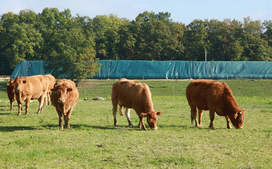 Vaches limousines au champ