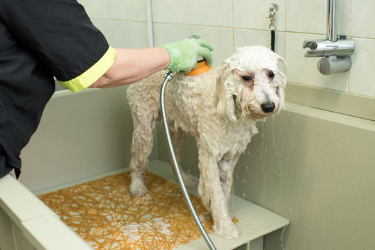 Groomer In A Pet Salon Washing A White Dog