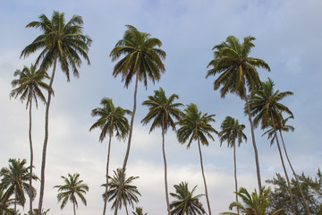 Fototapeta na wymiar beautiful palm tree with blue sky in the background