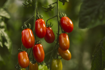 Industrial tomato plantation.