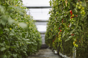 Fototapeta na wymiar Industrial tomato plantation.