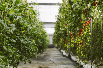 Industrial tomato plantation.