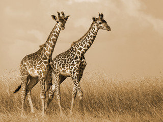 Giraffe Couple Walking