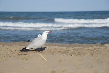 Seagull on the coast of Mediterranean sea, Tarragona