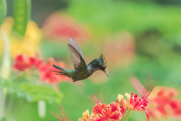 Antillean Crested Hummingbird, beautiful bird eating nectar on an exotic flower 
