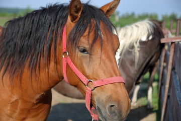 Głowa brązowego konia w różowej uprzęży, w plenerze, koń ma czarną grzywę, w tle rozmyty...