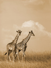 Sepia Giraffes Walking © Nilesh