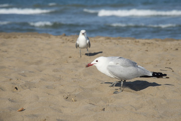 Obraz premium Seagulls on the sea