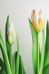 Blooming white tulips on the grey background