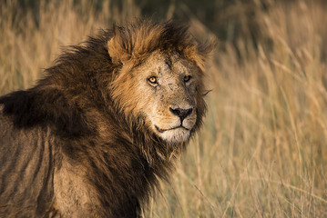 Obraz na płótnie Canvas Male Lion Portrait