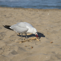Seagulls on the coast of Mediterranean sea, Tarragona