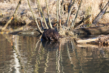 Castor fiber, Eurasian beaver.