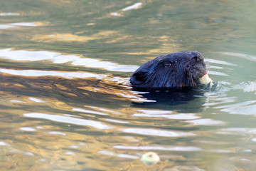Castor fiber, Eurasian beaver.