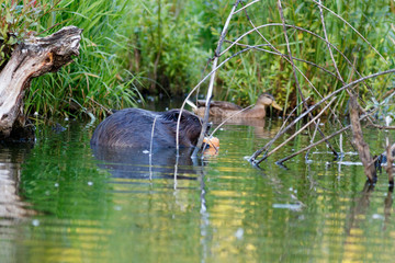 Castor fiber, Eurasian beaver.