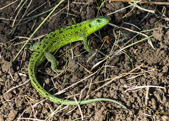 lizard on the grass
