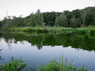 Castor fiber, Eurasian beaver.