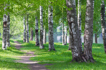 a path passing through a birch alley