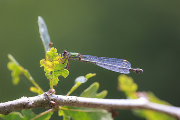 Detail closeup of a western willow emerald damselfly Chalcolestes viridis