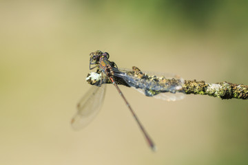 Detail closeup of a western willow emerald damselfly Chalcolestes viridis
