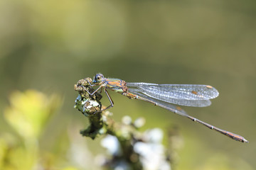 Detail closeup of a western willow emerald damselfly Chalcolestes viridis