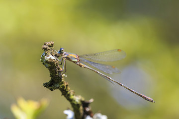 Detail closeup of a western willow emerald damselfly Chalcolestes viridis