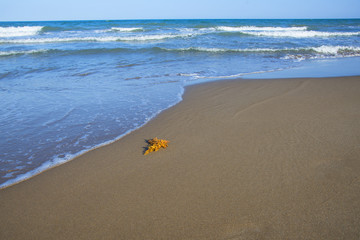 Sandy coast of the Mediterranean Sea