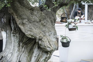 albero secolare con vasi e fiori in un giardino di un'antica masseria pugliese
