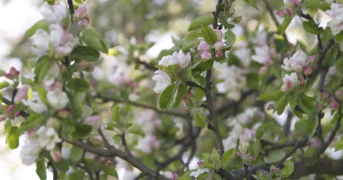 Slow motion pan of blossoming apple tree in a garden
